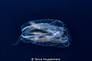 Mesmerizing
Side view of a comb jelly in the waters off ... by Tanya Houppermans 